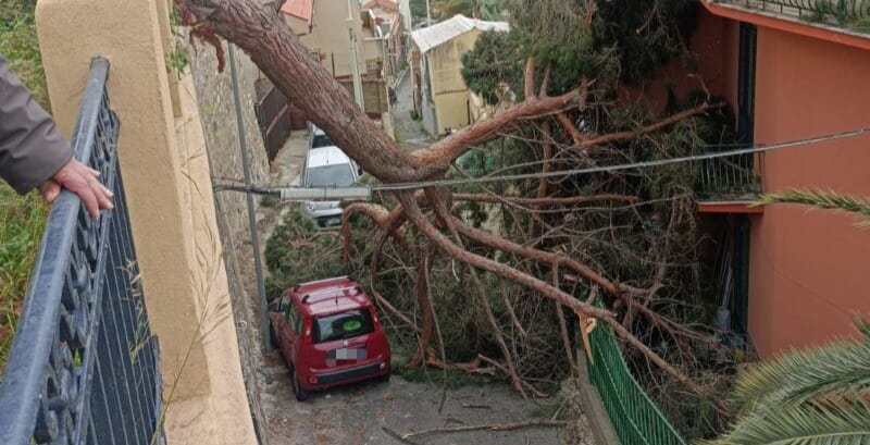 albero caduto