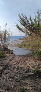 denuncia degrado lungomare Gallico ()