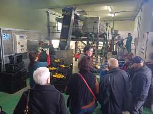 plants play bergamotto ()