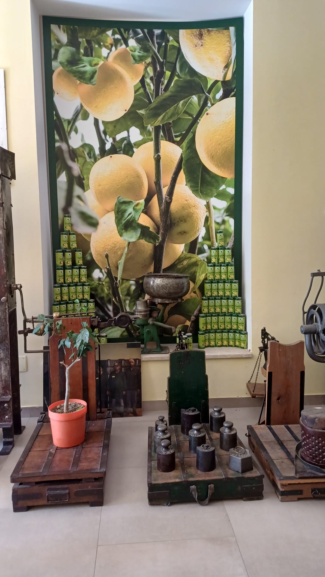 plants play bergamotto ()