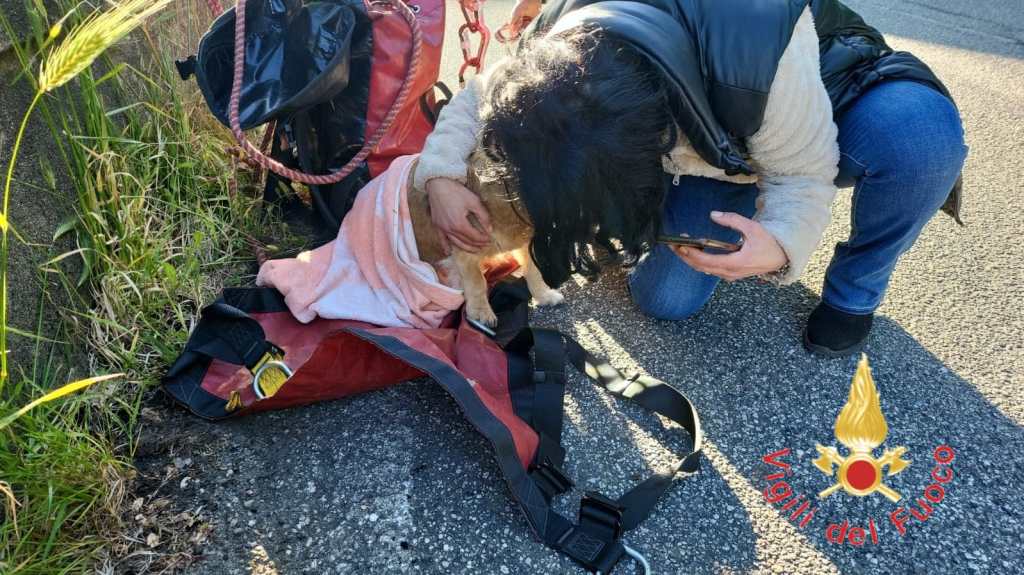 Squillace (CZ): salvato un cane dopo essere scivolato in una scarpata