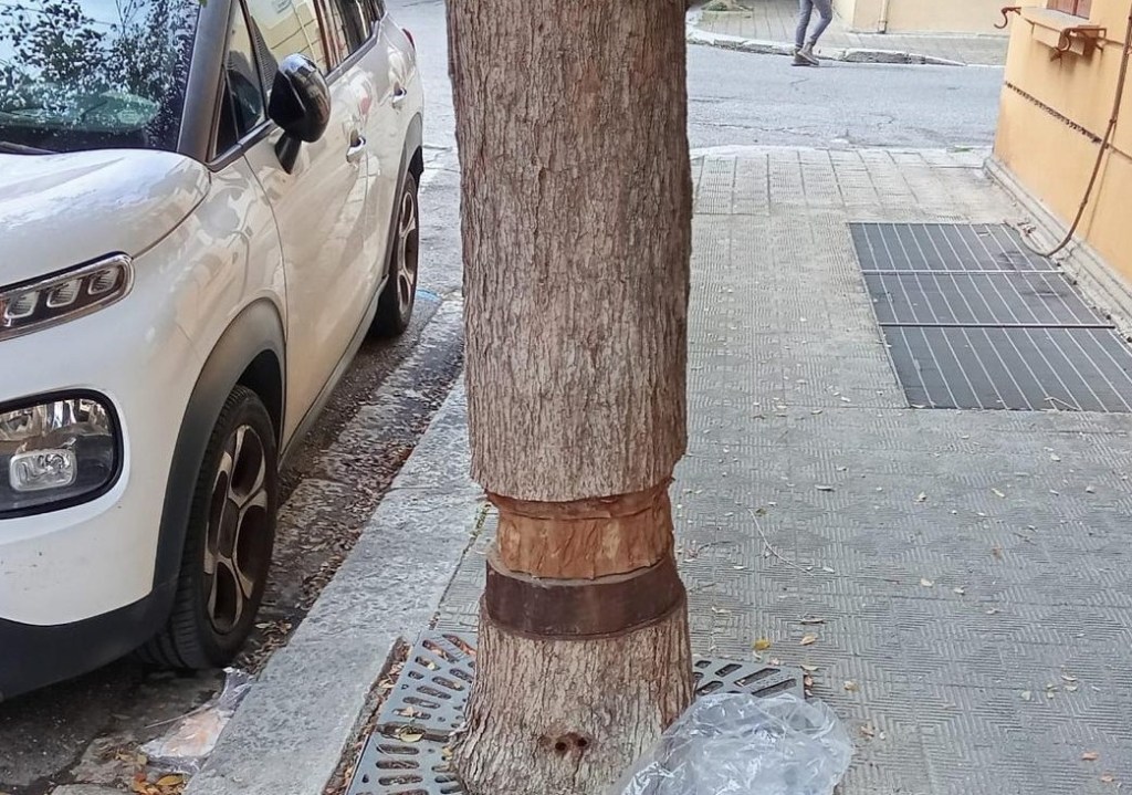 stato alberature