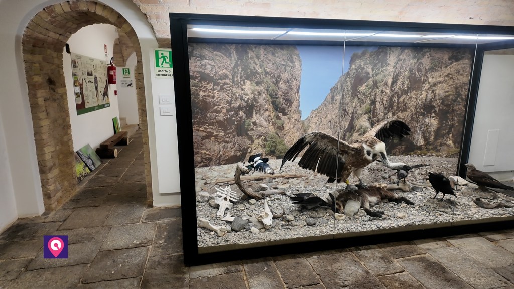Museo Faunistico Diorama ()