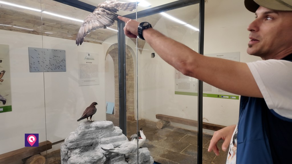 Museo Faunistico Diorama ()