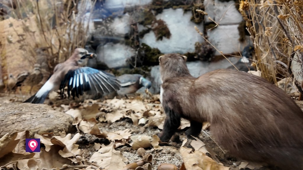 Museo Faunistico Diorama ()
