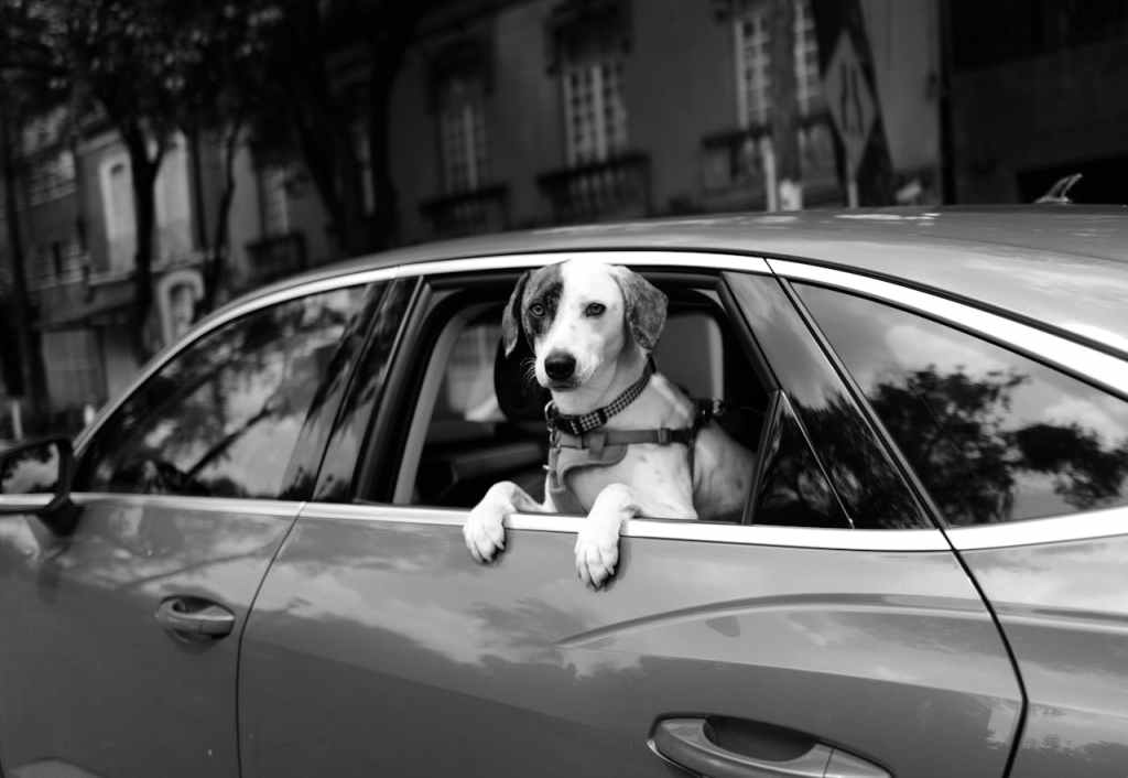 cane auto