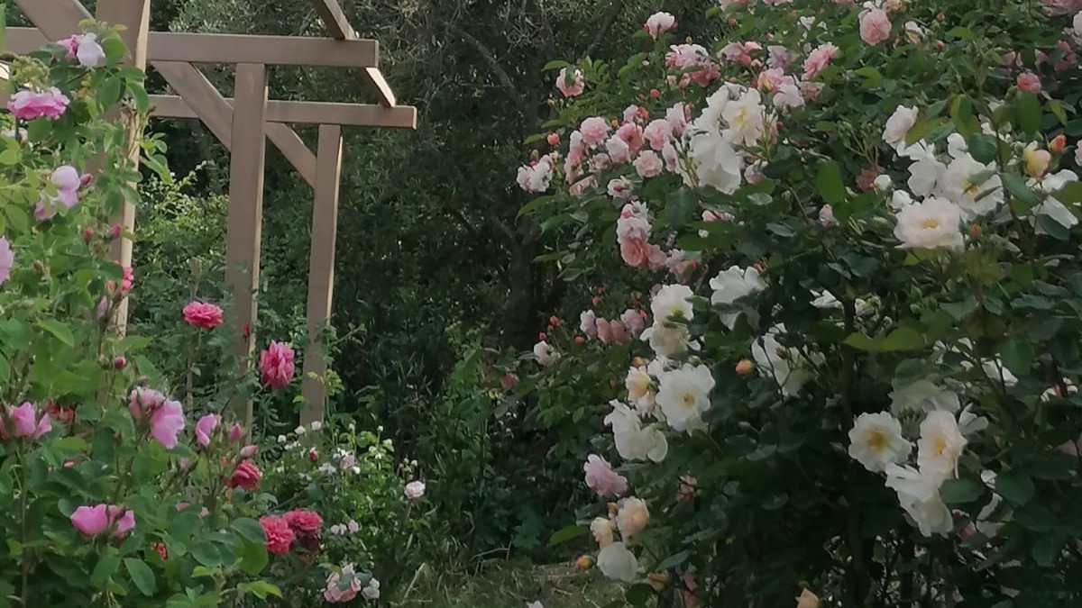 festa delle rose casa erbe locride