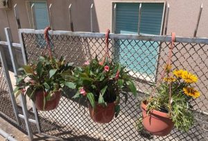 maggio in fiore pellaro