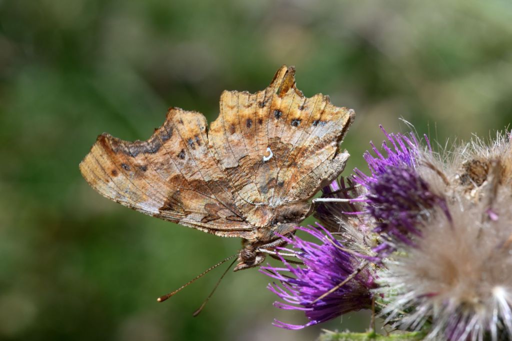 Polygonia c album