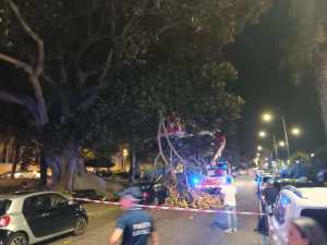 Ramo caduto albero