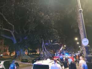 Ramo caduto albero