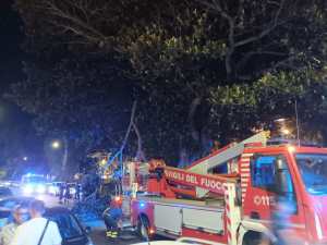 Ramo caduto albero