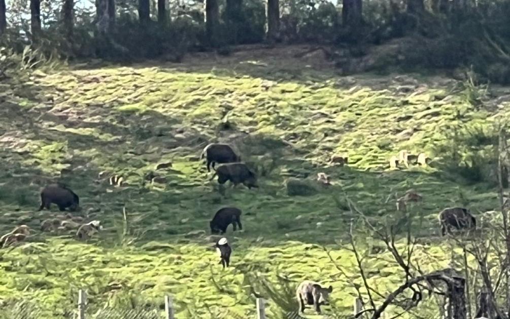 Calabria, Molinaro (FdI): ‘Emergenza cinghiali, servono più giorni di caccia’