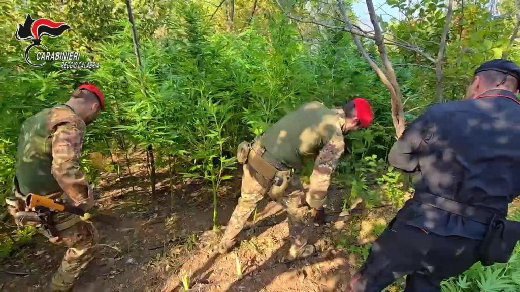 Careri, sorpreso mentre irrigava e curava piante di canapa indiana. Arrestato