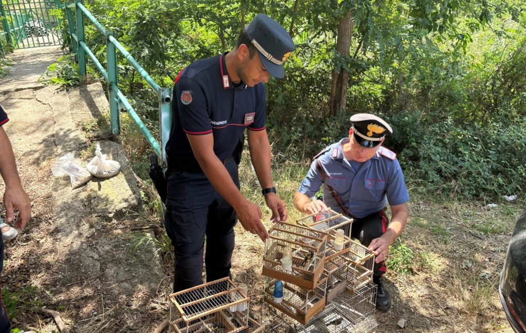 Villa San Giovanni, cardellini protetti in gabbia ecoltello in auto: una denuncia – FOTO