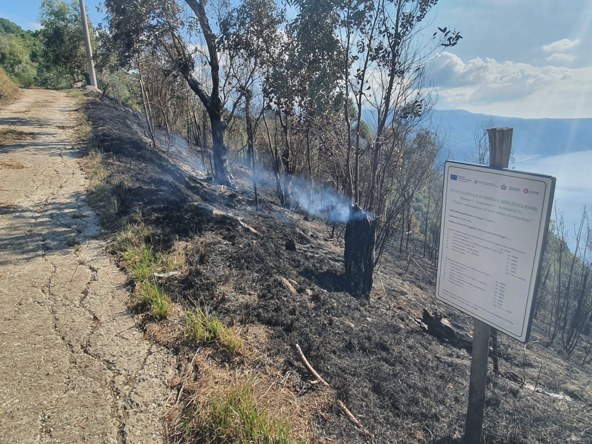 Incendio alberi piantumati PNRR Forestazione
