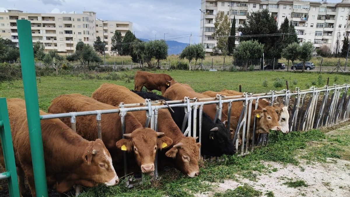 bios azienda agricola