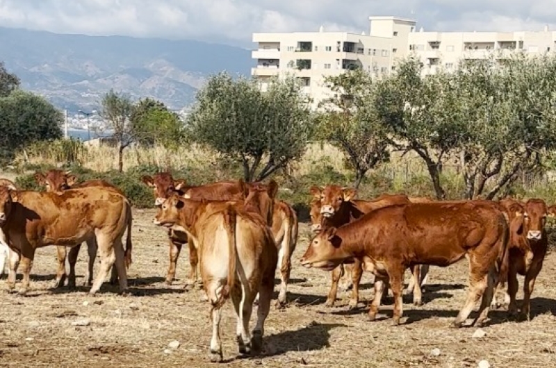 bios azienda agricola
