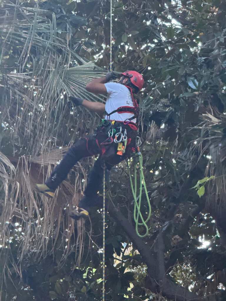 treeclimbing