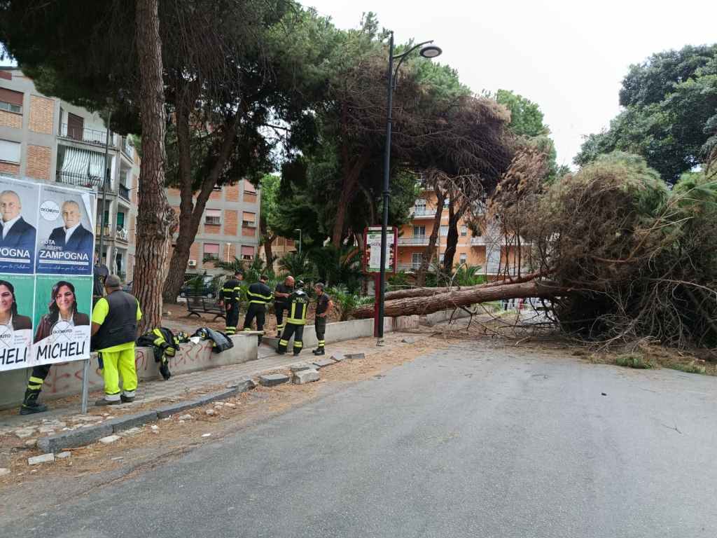 alberi caduti