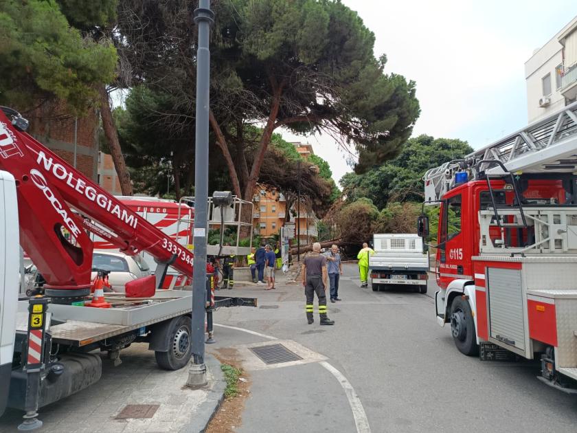 Caduta alberi via Sbarre Inferiori, Cuzzocrea: “Competenza manutenzione di Regione Calabria con Aterp”