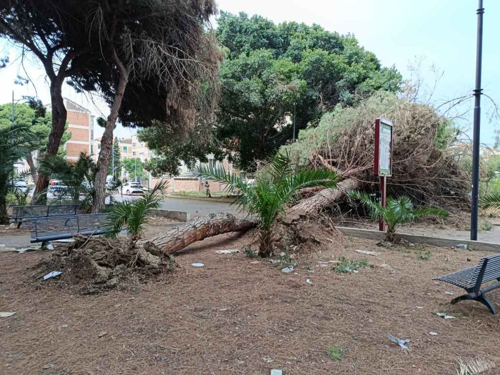 alberi caduti