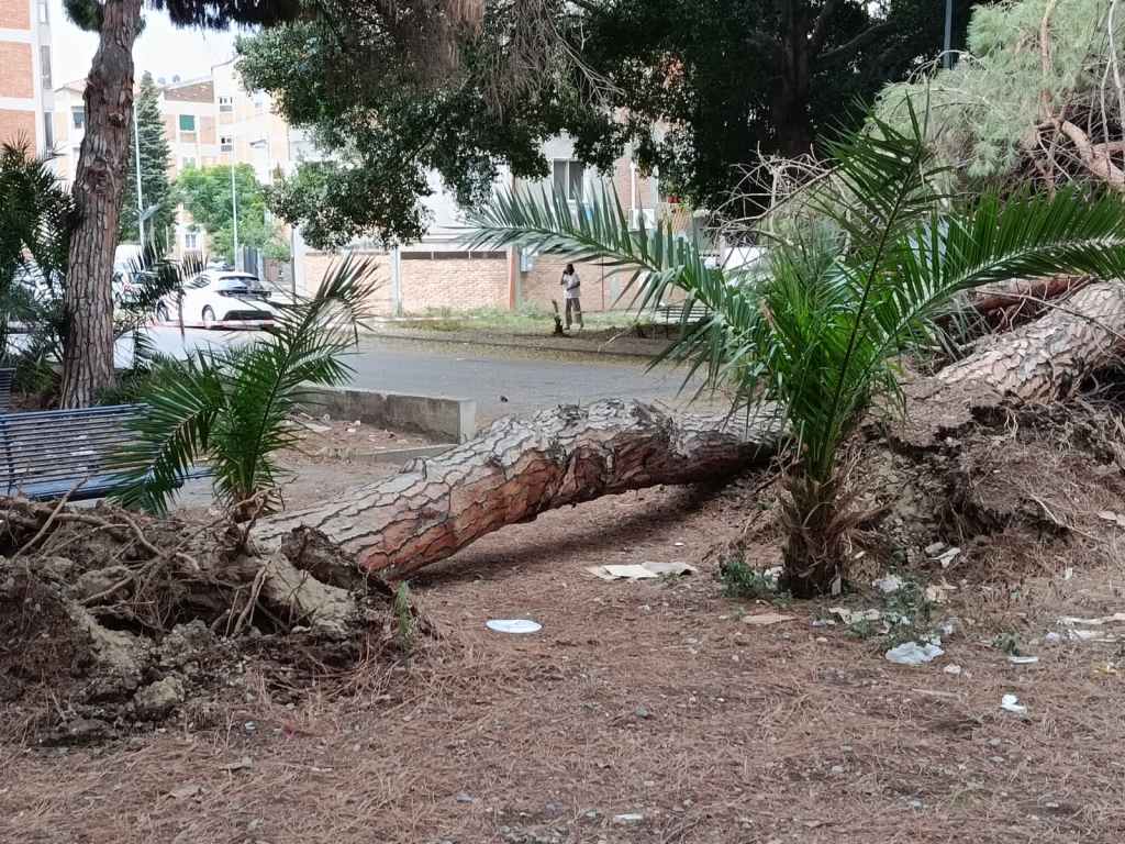 alberi caduti