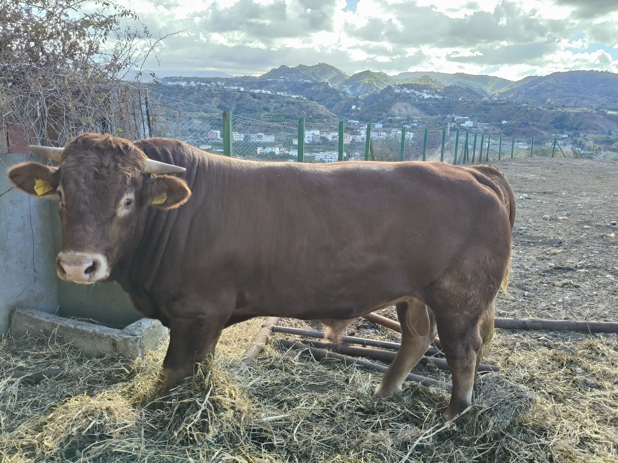 bios azienda agricola carne rc