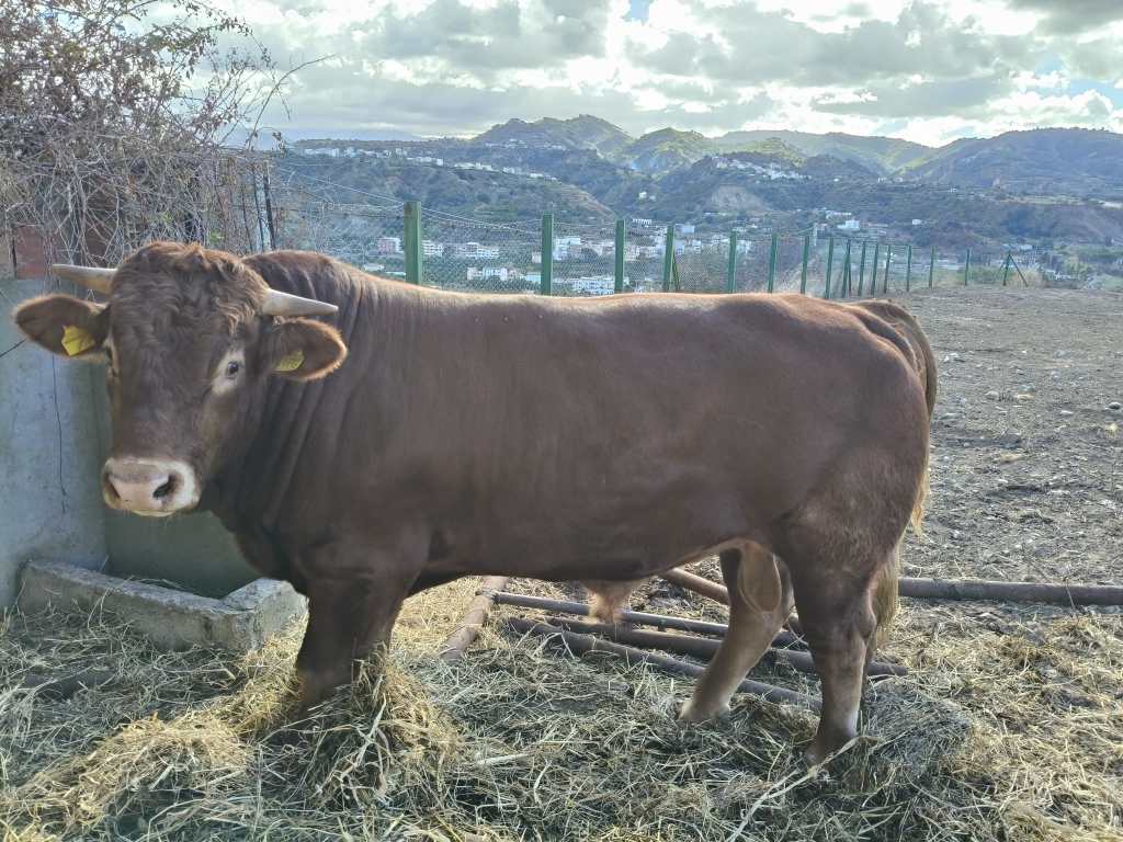 bios azienda agricola carne rc
