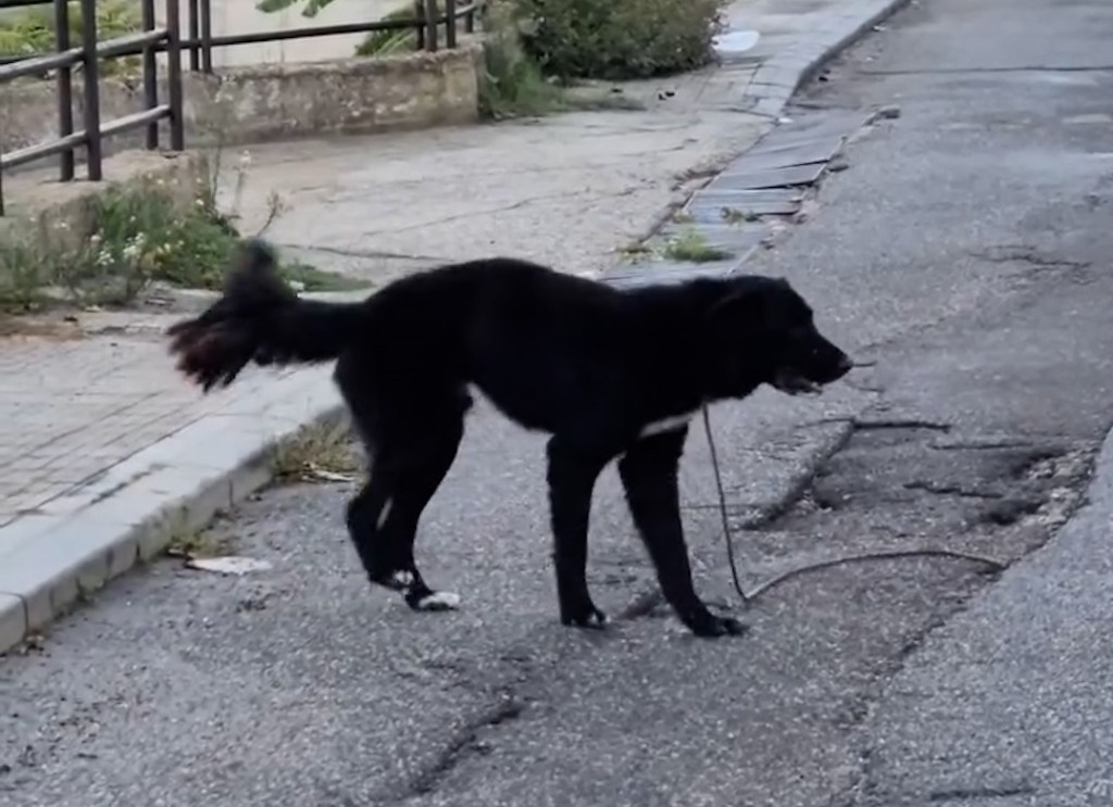 cane presunto avvelenamento rc