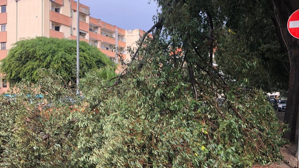 ramo albero caduto viale calabria