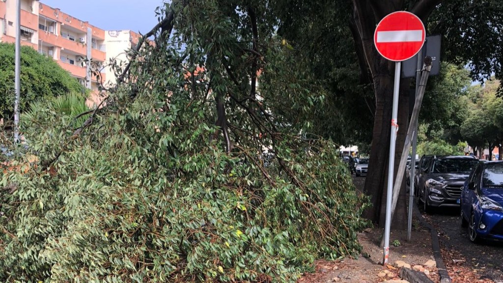 Vento e pioggia a Reggio: grosso ramo si stacca e cade sulla strada
