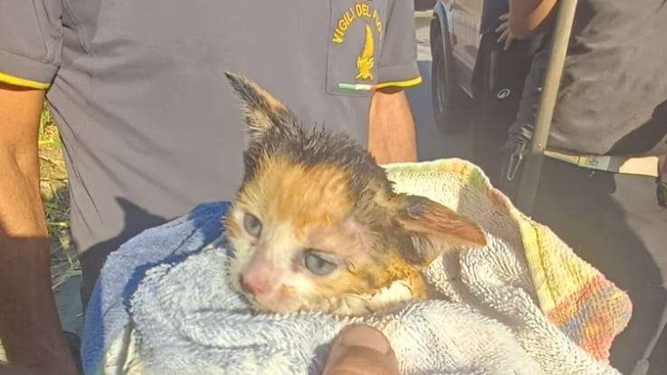 vigili fuoco incendio gatto