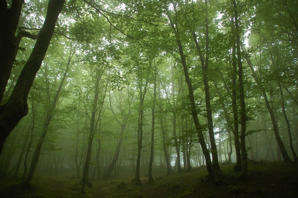 Aspromonte ()