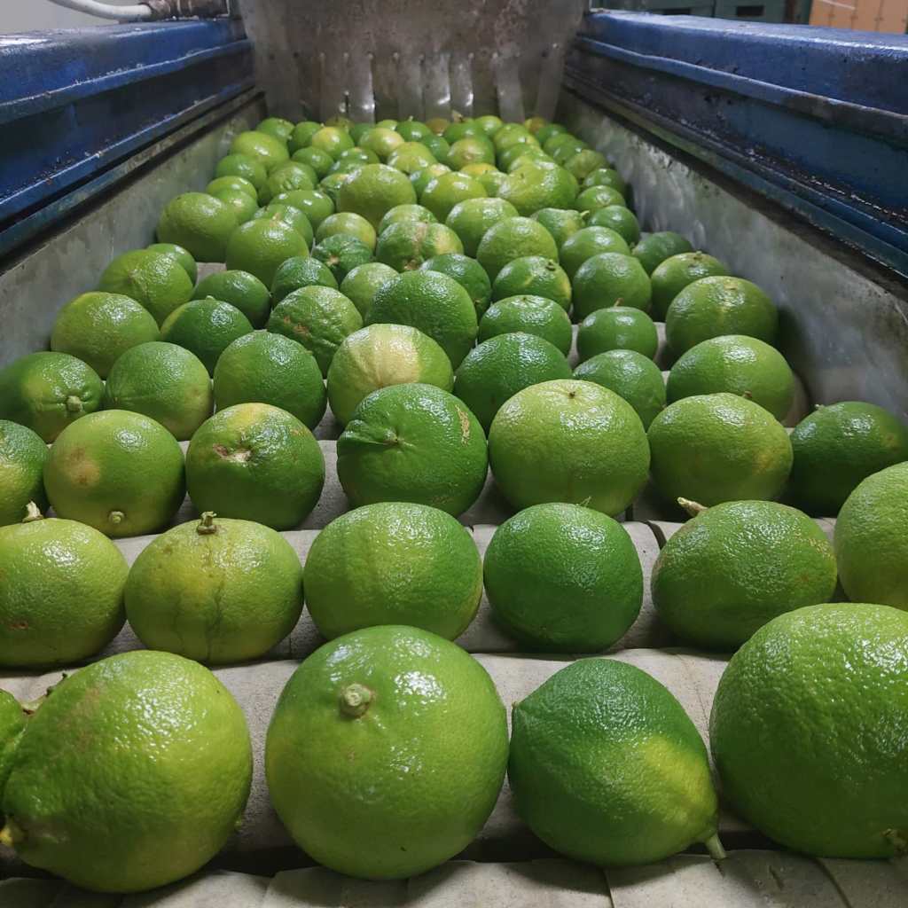 bergamotto rc igp ()