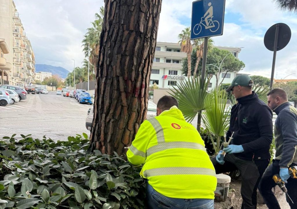 Reggio, Merenda: ‘Al via gli interventi contro il Punteruolo Rosso e la Processionaria del Pino’