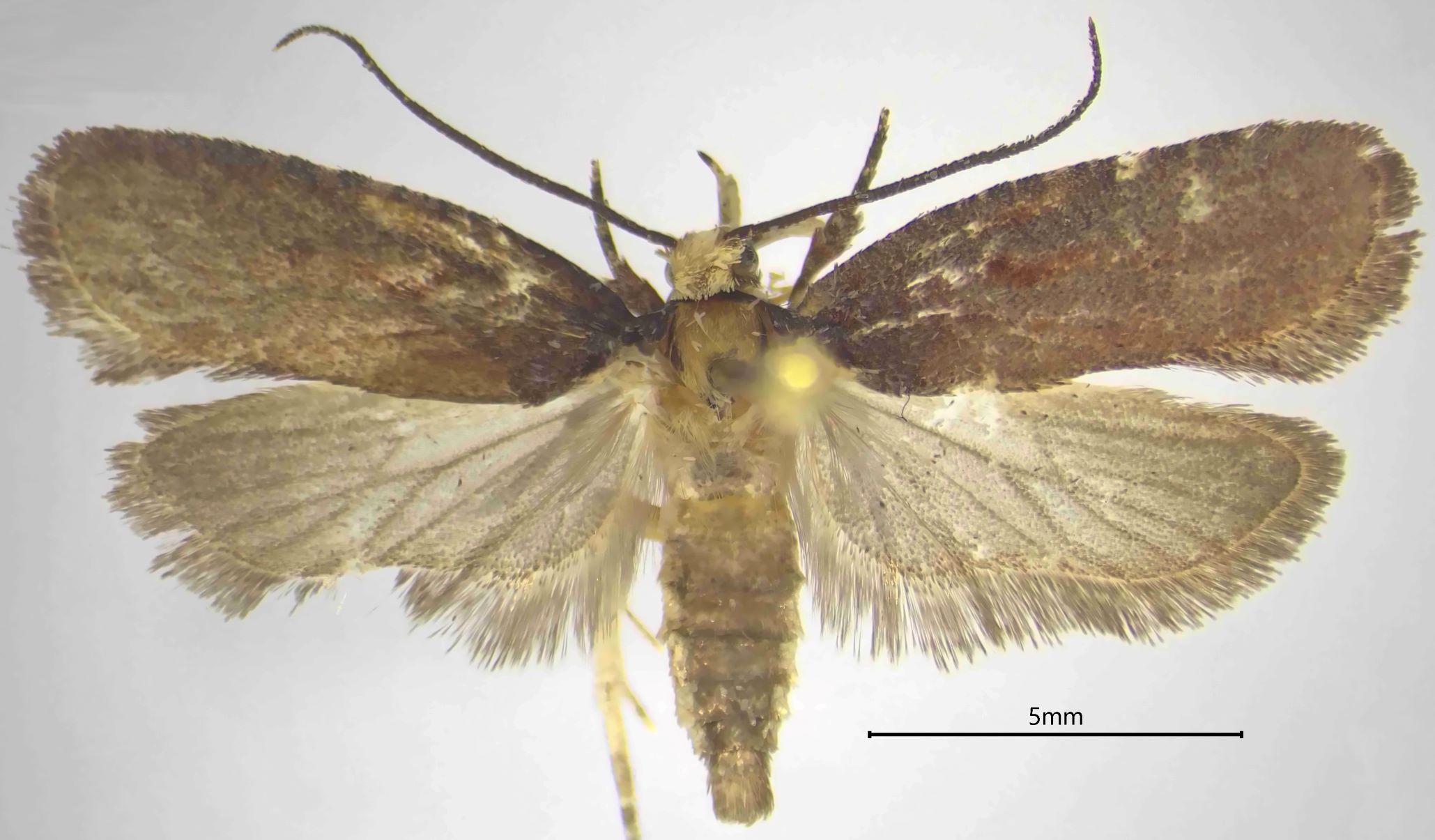 Agonpterix calavrisella