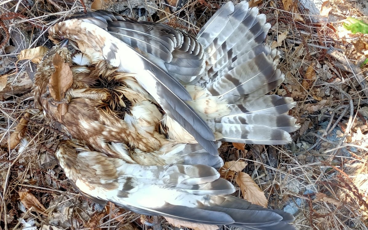 Falco pecchiaiolo ucciso a Motta