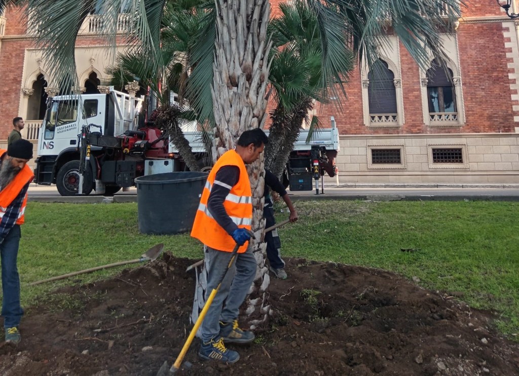 alberature di pregio lungomare