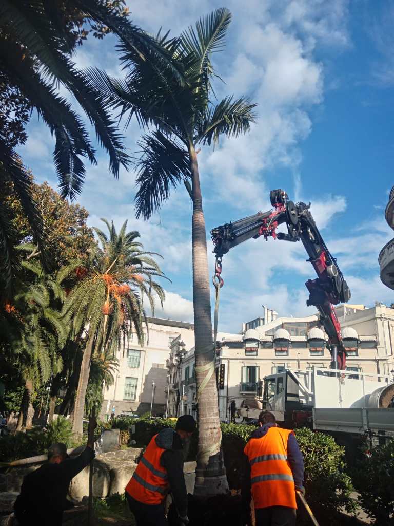 alberature di pregio lungomare