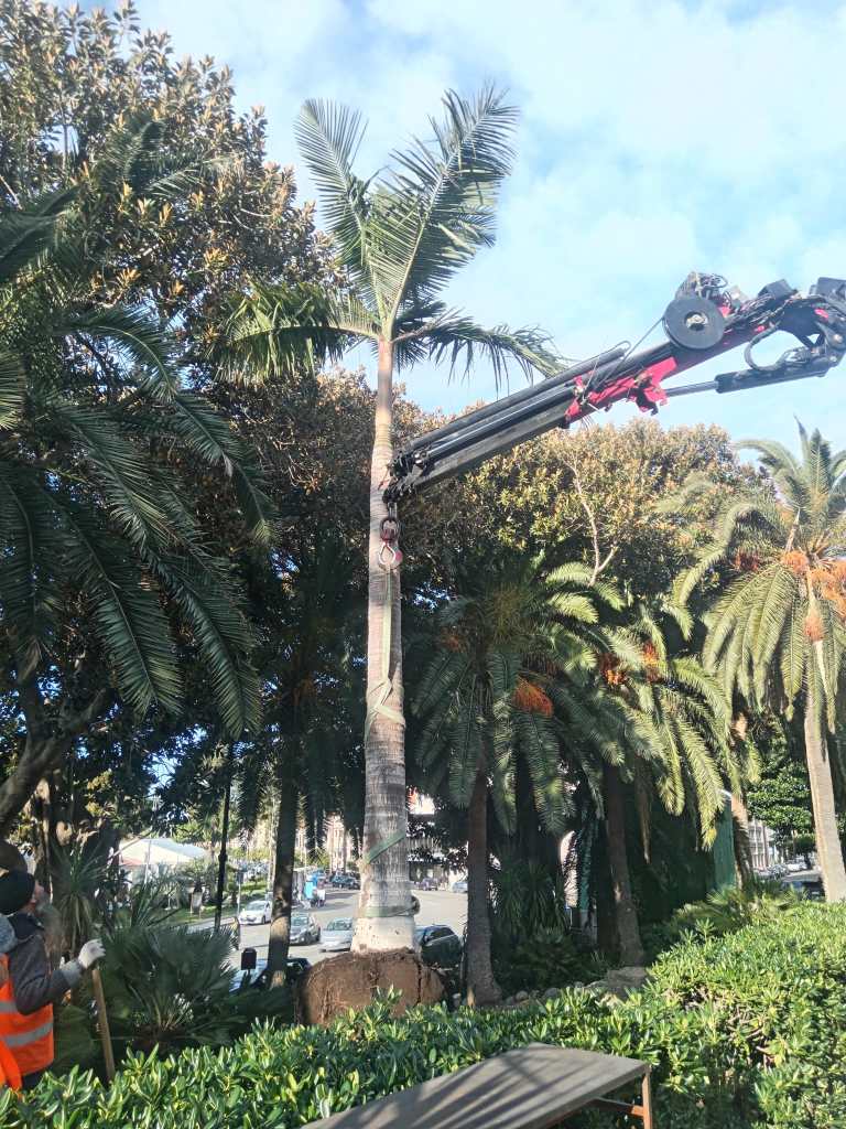 alberature di pregio lungomare