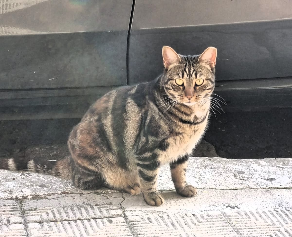 campagna sterilizzazione e microchippatura gatti