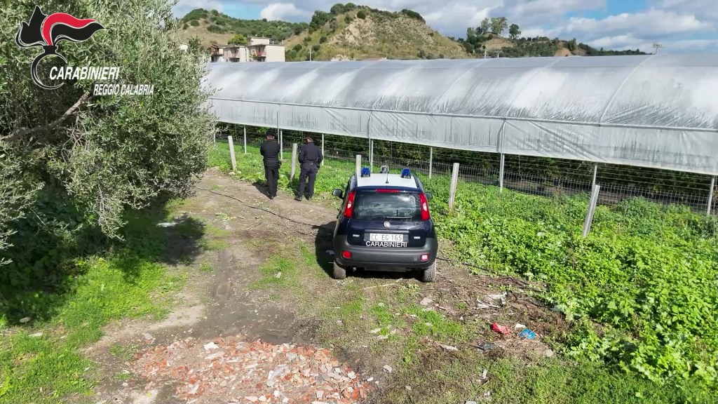 Scoperte serre abusive di lamponi in Aspromonte: 4 denunce – VIDEO