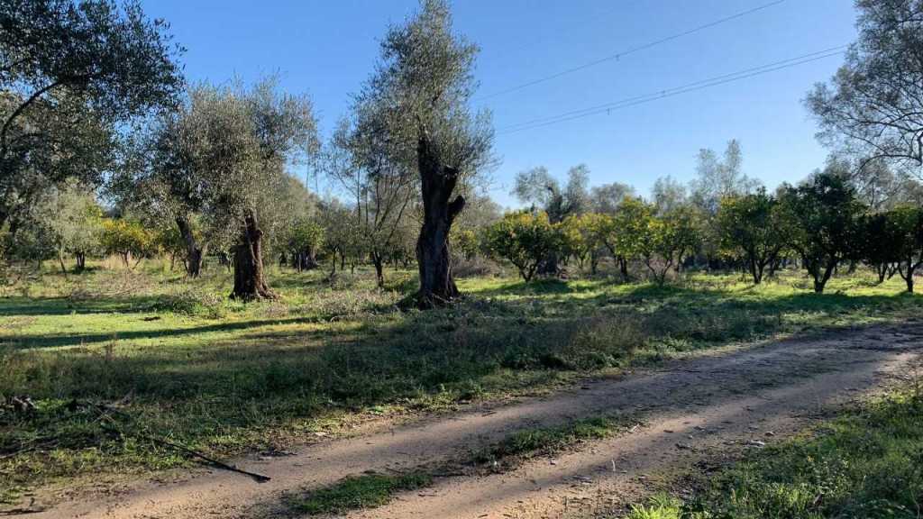 Furto di agrumi a Rosarno, la solidarietà di Coldiretti Calabria all’azienda Tenuta Badia