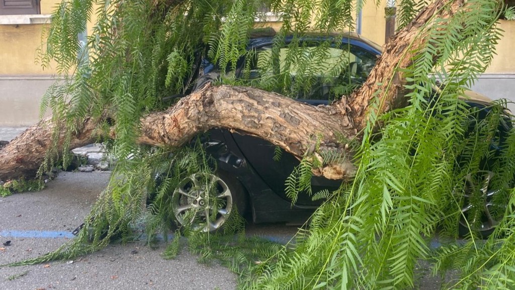 Reggio, grosso albero cade in centro città e colpisce un’auto in sosta – FOTO e VIDEO