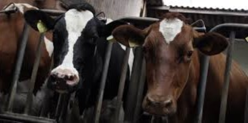 allevamento generico