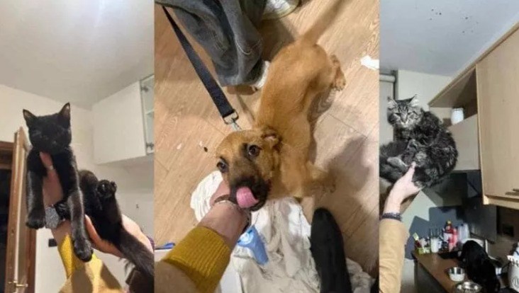 Reggio, affitta una stanza in un B&B e abbandona due gatti e un cucciolo