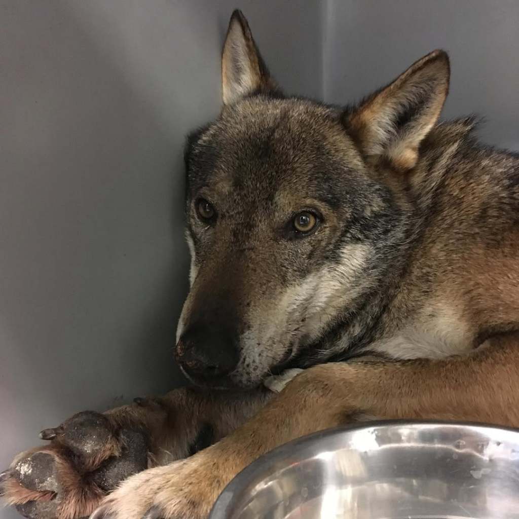 nino wild vet marciano animali esotici ()