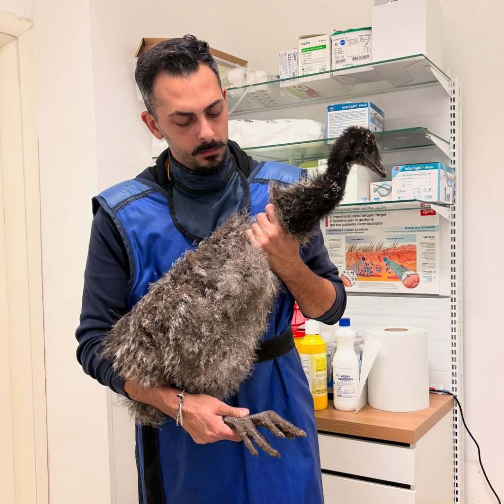 nino wild vet marciano animali esotici ()