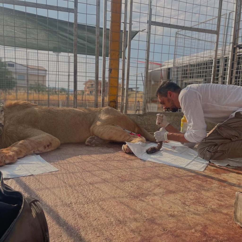 nino wild vet marciano animali esotici ()